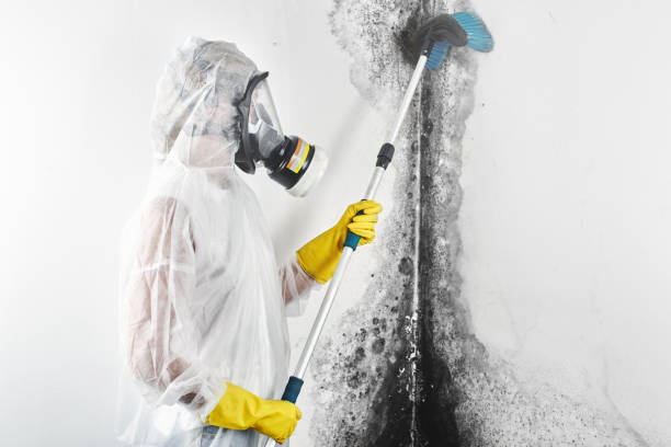 Best Biohazard Mold Removal  in Conehatta, MS